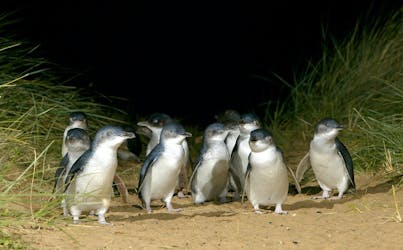 Экскурсия для небольших групп по параду пингвинов на острове Филлип